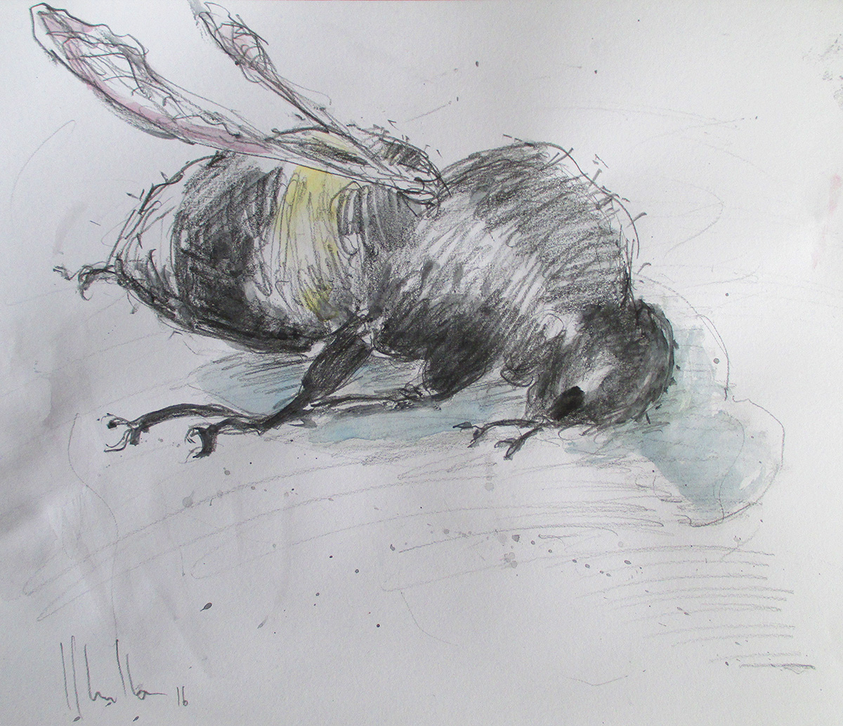Hummel Skizze - 30 x 40 cm - Bleistift und Aquarell auf Papier - 2016